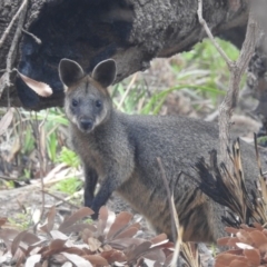 Wallabia bicolor (Swamp Wallaby) at Guerilla Bay, NSW - 26 Jan 2020 by HelenCross