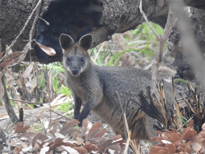 Wallabia bicolor (Swamp Wallaby) at Guerilla Bay, NSW - 26 Jan 2020 by HelenCross