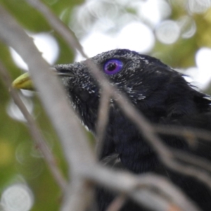 Ptilonorhynchus violaceus at Acton, ACT - 11 Feb 2020