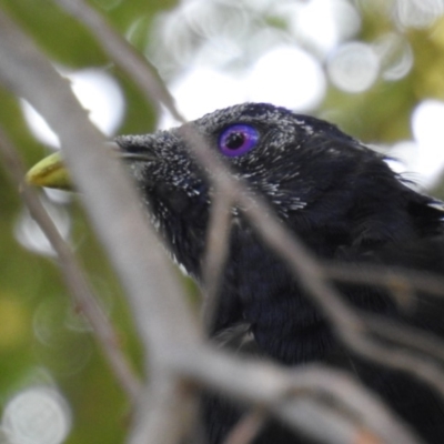 Ptilonorhynchus violaceus (Satin Bowerbird) at ANBG - 11 Feb 2020 by HelenCross