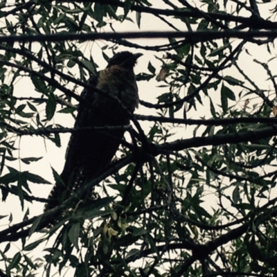 Eudynamys orientalis (Pacific Koel) at Narrabundah, ACT - 13 Feb 2020 by alexwatt