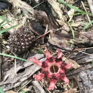 Aseroe rubra at Broulee, NSW - 12 Feb 2020