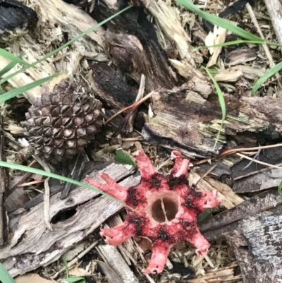 Aseroe rubra (Anemone Stinkhorn) at Batemans Marine Park - 12 Feb 2020 by Inga