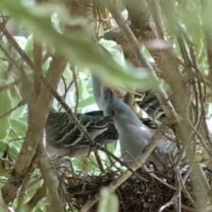 Ocyphaps lophotes at Hughes, ACT - 14 Feb 2020