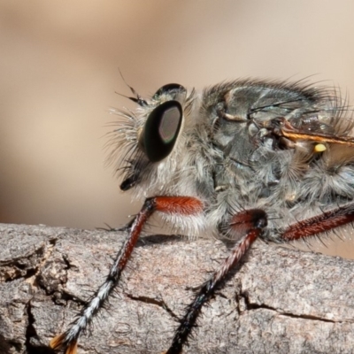Promachus sp. (genus) (A robber fly) at Callum Brae - 14 Feb 2020 by rawshorty