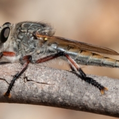 Promachus sp. (genus) at Symonston, ACT - 14 Feb 2020