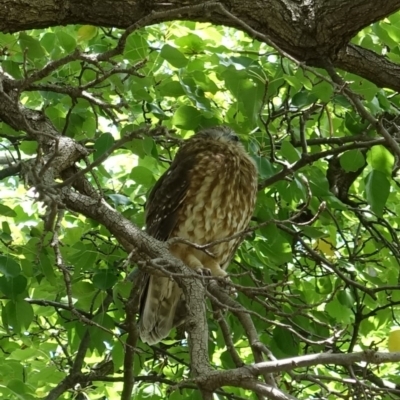 Ninox boobook (Southern Boobook) at Hughes, ACT - 11 Feb 2020 by JackyF