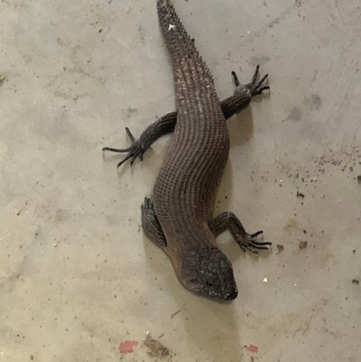 Egernia cunninghami (Cunningham's Skink) at Wamboin, NSW - 7 Feb 2020 by ChrisM