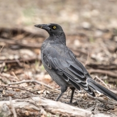 Strepera versicolor (Grey Currawong) at Dunlop, ACT - 14 Feb 2020 by Roger