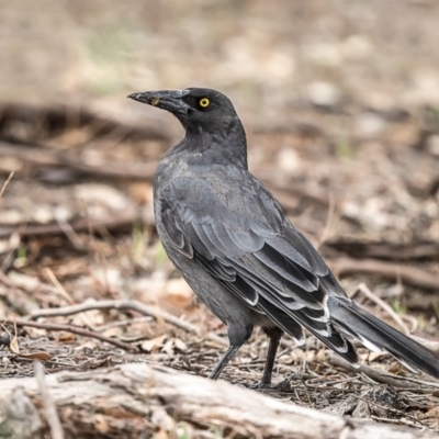 Strepera versicolor (Grey Currawong) at Dunlop, ACT - 13 Feb 2020 by Roger