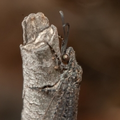 Unidentified Antlion (Myrmeleontidae) at Symonston, ACT - 14 Feb 2020 by rawshorty