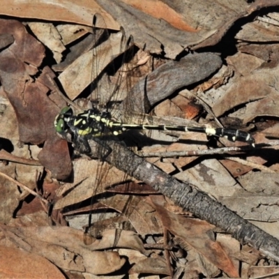 Austroepigomphus praeruptus (Twin-spot Hunter) at Mulligans Flat - 14 Feb 2020 by JohnBundock