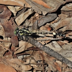 Austroepigomphus praeruptus at suppressed - 14 Feb 2020