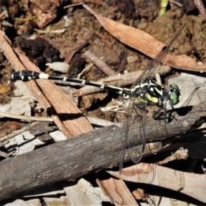 Austroepigomphus praeruptus at suppressed - suppressed