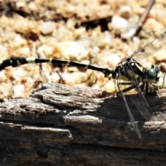 Austroepigomphus praeruptus (Twin-spot Hunter) at Mulligans Flat - 14 Feb 2020 by JohnBundock