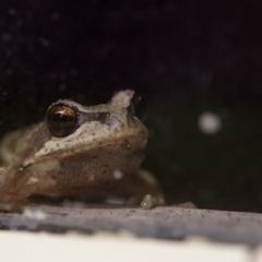 Litoria ewingii at Bundanoon, NSW - 13 Feb 2020 by Boobook38