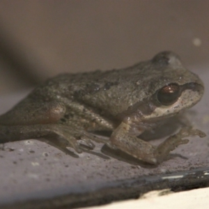 Litoria peronii at Bundanoon - 13 Feb 2020 09:44 PM