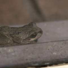 Litoria peronii at Bundanoon - 13 Feb 2020 09:44 PM