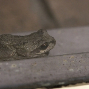 Litoria peronii at Bundanoon - 13 Feb 2020 09:44 PM