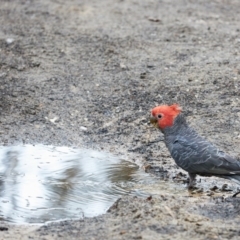 Callocephalon fimbriatum (Gang-gang Cockatoo) at Fitzroy Falls - 14 Feb 2020 by Boobook38