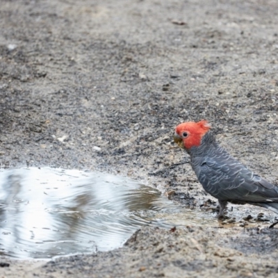 Callocephalon fimbriatum (Gang-gang Cockatoo) at Morton National Park - 14 Feb 2020 by Boobook38