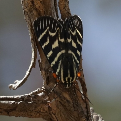 Comocrus behri (Mistletoe Day Moth) at Mount Ainslie - 14 Feb 2020 by jb2602