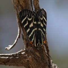 Comocrus behri (Mistletoe Day Moth) at Majura, ACT - 14 Feb 2020 by jbromilow50