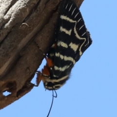 Comocrus behri at Majura, ACT - 14 Feb 2020 11:39 AM