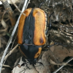 Chondropyga dorsalis at Majura, ACT - 14 Feb 2020 09:45 AM