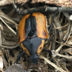 Chondropyga dorsalis at Majura, ACT - 14 Feb 2020 09:45 AM