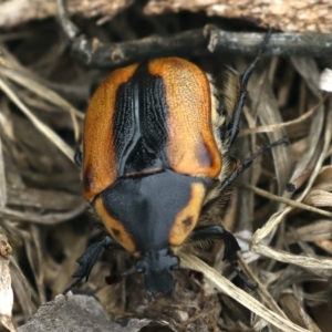 Chondropyga dorsalis at Majura, ACT - 14 Feb 2020 09:45 AM