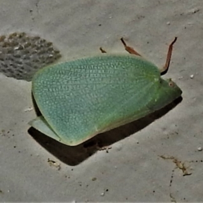 Siphanta sp. (genus) (Green planthopper, Torpedo bug) at Wanniassa, ACT - 14 Feb 2020 by JohnBundock