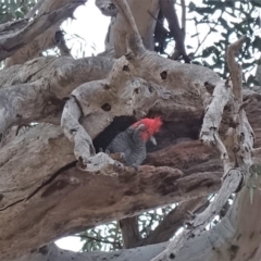 Callocephalon fimbriatum (Gang-gang Cockatoo) at Hughes, ACT - 14 Feb 2020 by JackyF