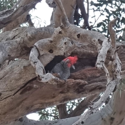 Callocephalon fimbriatum (Gang-gang Cockatoo) at Red Hill to Yarralumla Creek - 14 Feb 2020 by JackyF
