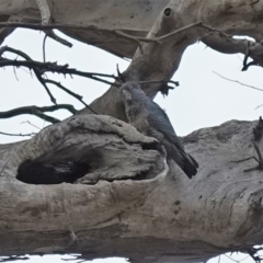 Callocephalon fimbriatum at Hughes, ACT - suppressed