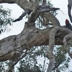 Callocephalon fimbriatum at Hughes, ACT - 14 Feb 2020