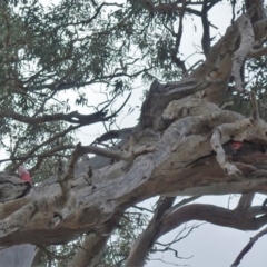 Callocephalon fimbriatum at Hughes, ACT - 14 Feb 2020