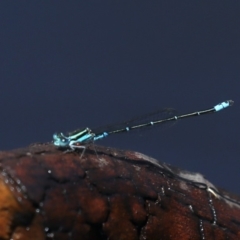 Austroagrion watsoni (Eastern Billabongfly) at Majura, ACT - 14 Feb 2020 by jb2602