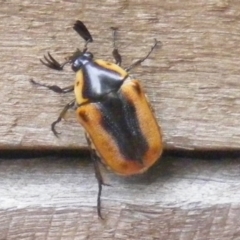 Chondropyga dorsalis (Cowboy beetle) at Curtin, ACT - 10 Feb 2007 by MichaelMulvaney