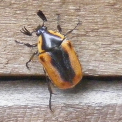 Chondropyga dorsalis (Cowboy beetle) at Curtin, ACT - 10 Feb 2007 by MichaelMulvaney