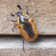 Chondropyga dorsalis (Cowboy beetle) at Curtin, ACT - 9 Feb 2007 by MichaelMulvaney