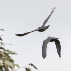 Callocephalon fimbriatum (Gang-gang Cockatoo) at Hawker, ACT - 14 Feb 2020 by AlisonMilton