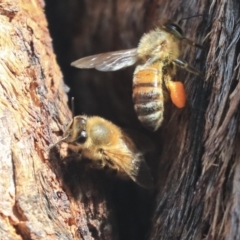 Apis mellifera (European honey bee) at Hawker, ACT - 14 Feb 2020 by AlisonMilton