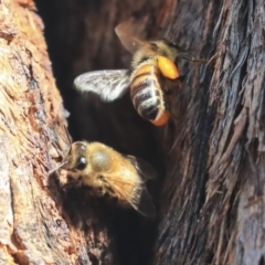 Apis mellifera at Hawker, ACT - 14 Feb 2020 09:20 AM