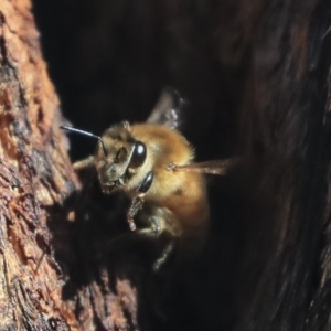 Apis mellifera at Hawker, ACT - 14 Feb 2020 09:20 AM