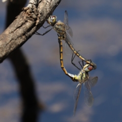 Hemicordulia tau (Tau Emerald) at Mount Ainslie - 14 Feb 2020 by jbromilow50