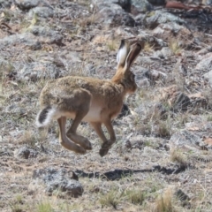 Lepus capensis (Brown Hare) at Dunlop, ACT - 14 Feb 2020 by AlisonMilton