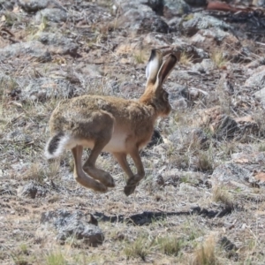 Lepus capensis at Dunlop, ACT - 14 Feb 2020