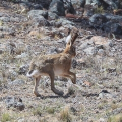 Lepus capensis at Dunlop, ACT - 14 Feb 2020