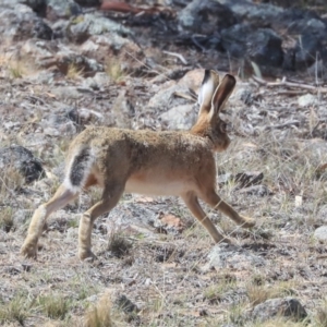 Lepus capensis at Dunlop, ACT - 14 Feb 2020